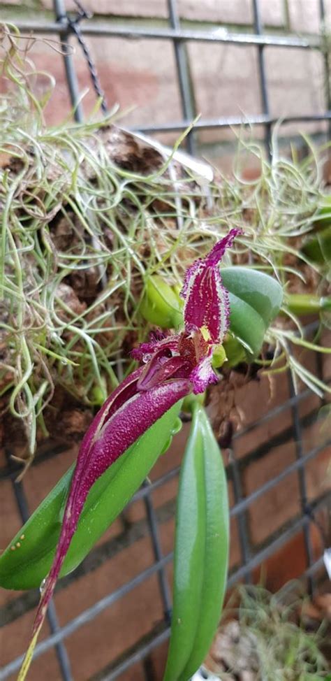Bulbophyllum fascinator | Royal Botanic Garden Sydney