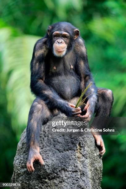 Image result for Chimpanzee Using Tools