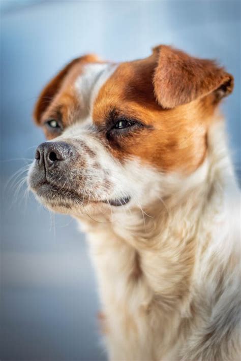 Image result for White Cockapoo Dog