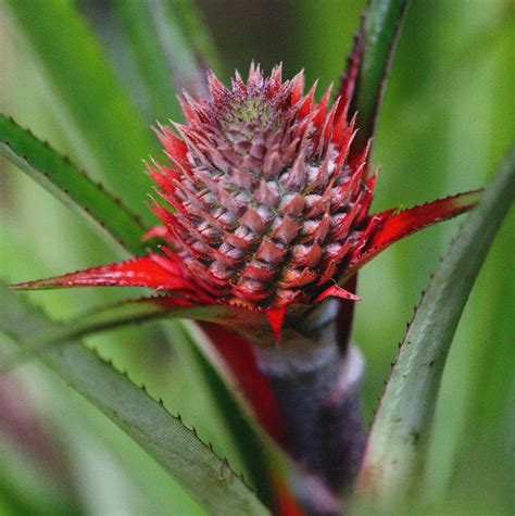 Pineapple Flowering, Pollination, and Pruning | Wikifarmer