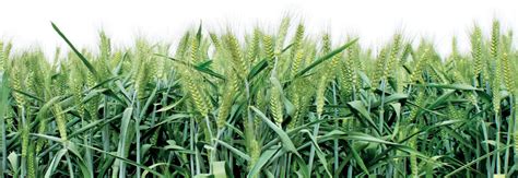 Home | Indian Council of Agricultural Research Krishi Bhavan
