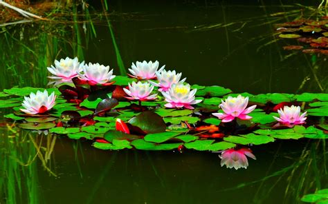 Lotus Flower Pond