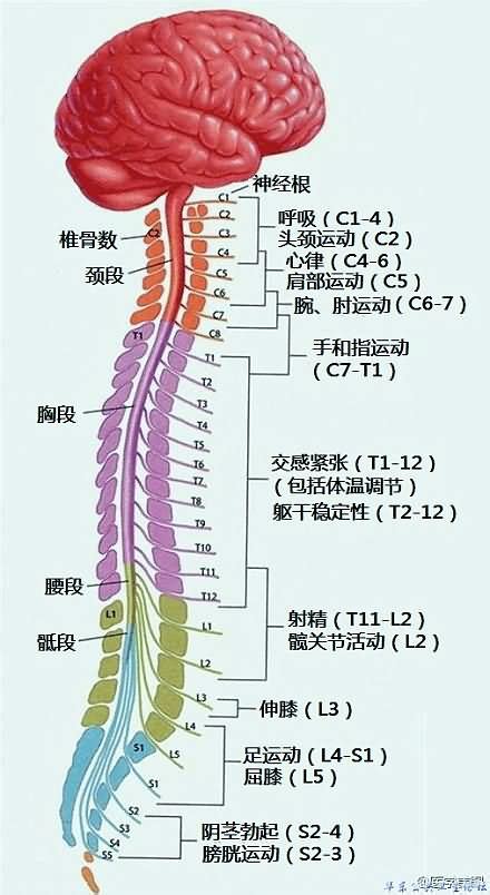 神经系统图解（医学美图）-华东公共卫生-