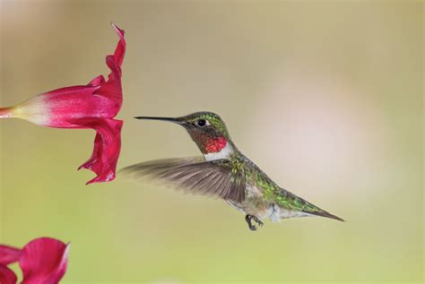 Hummingbirds And Flowers