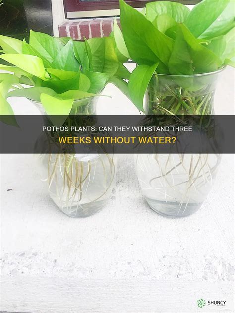 Can Plants Survive 2 Weeks Without Water And How To Stop Them From Drooping