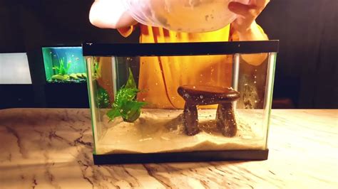 Image result for Basic Setup Fish Tank