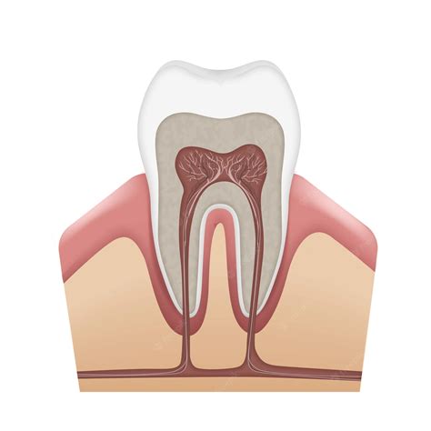 Teeth Nerves: What You Need to Know - Web DMD