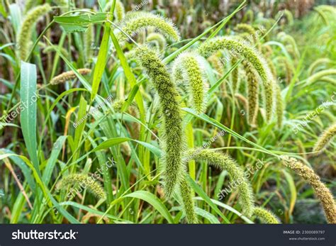 8 Photos Of Corn In Fields Eaten By Birds Images, Stock Photos & Vectors | Shutterstock