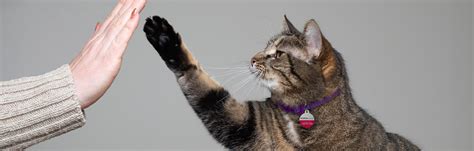 Image result for Cat Training Tutorials