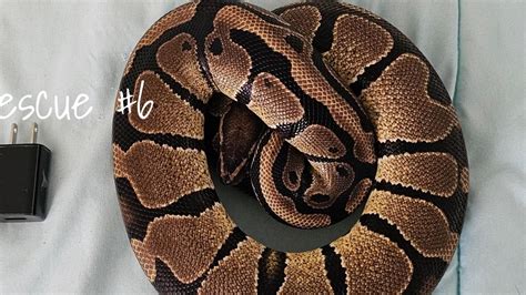 Python Poop 的图像结果