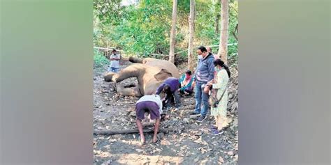 Elephant dies of electrocution in Sambalpur, three held