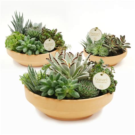SUCCULENT MIX - Bonart Biophilia