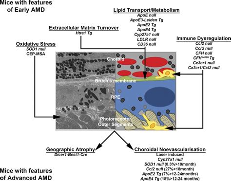 Image result for Mouse Model Reference