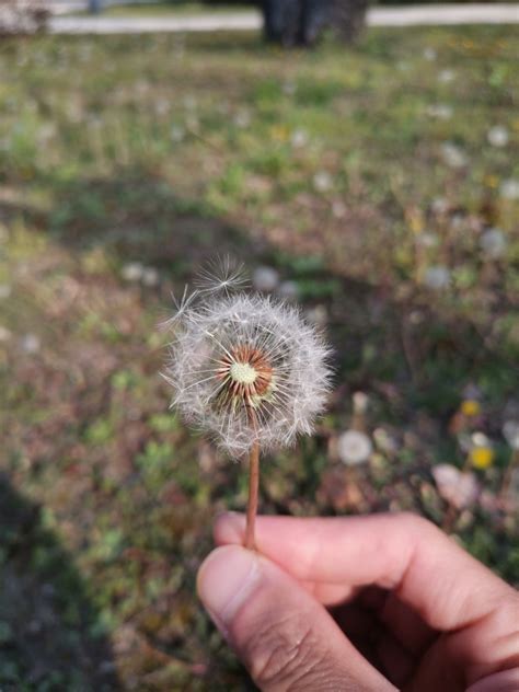 蒲公英种植的市场前景如何，需要什么样的环境和资源？