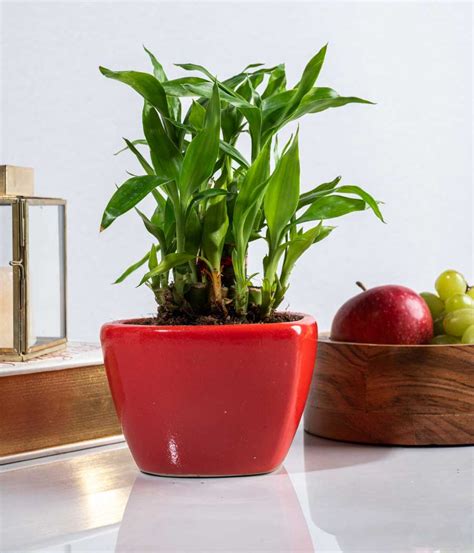 Buy 2 Layer Lucky Bamboo in Heart-shaped Red Ceramic Pot