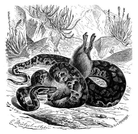 Image result for African Python Clip Art