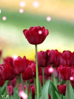 Image result for Tulips Flower Using Python