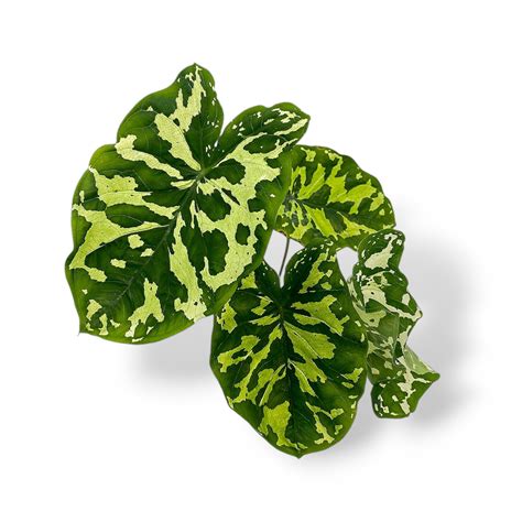 Alocasia 'Hilo Beauty'