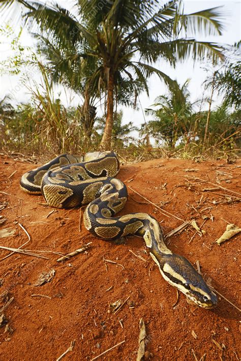 Image result for Royal Python Life Span