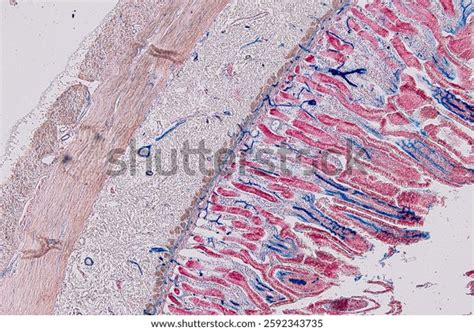 Image result for Tissue Sample Drawing Under Microscope