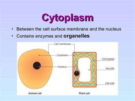 Image result for Structure and Function of Cytoplasm