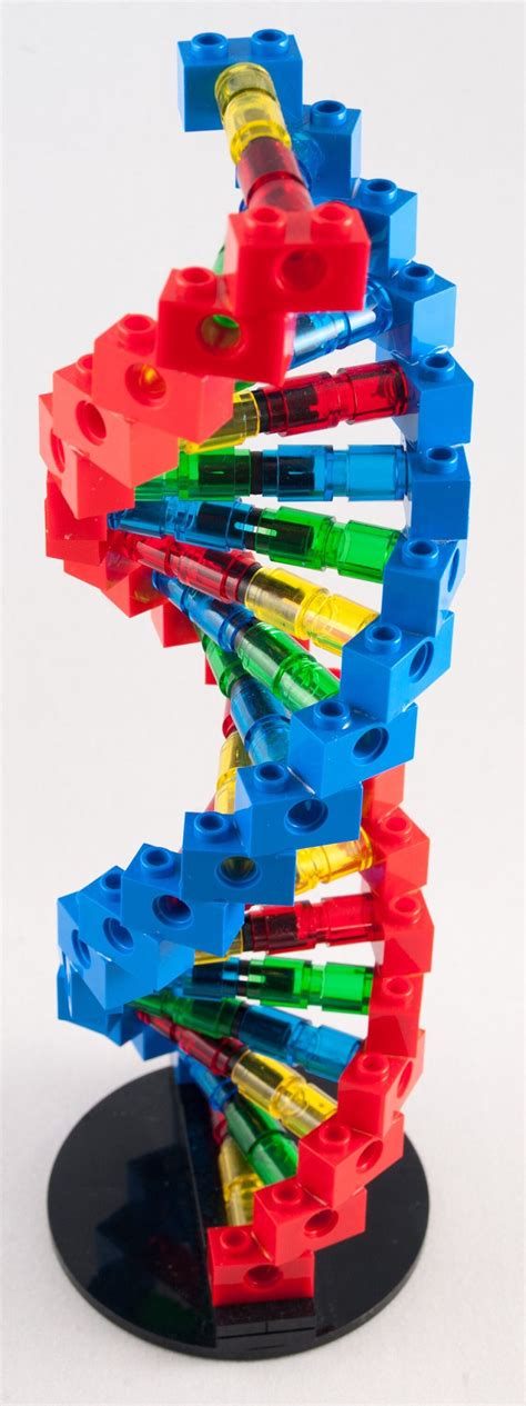 Pure Geek Deoxyribonucleic Acid DNA Building Block Model - Etsy
