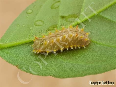 Image result for Butterfly Larvae