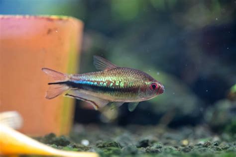Tetra Fish Types: Guide to Types of Tetras (29 Species) - Fish Laboratory