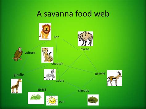 PPT - The Savannah Ecosystem. PowerPoint Presentation, free download ...