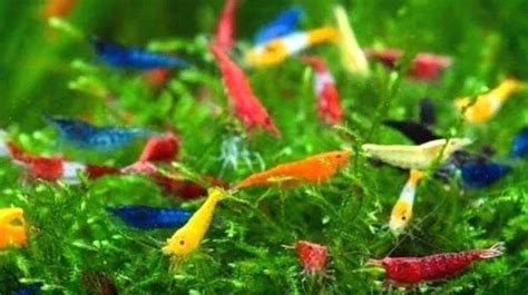 Kochi IT professional bought two shrimp from Banglore at Rs 500; now ...