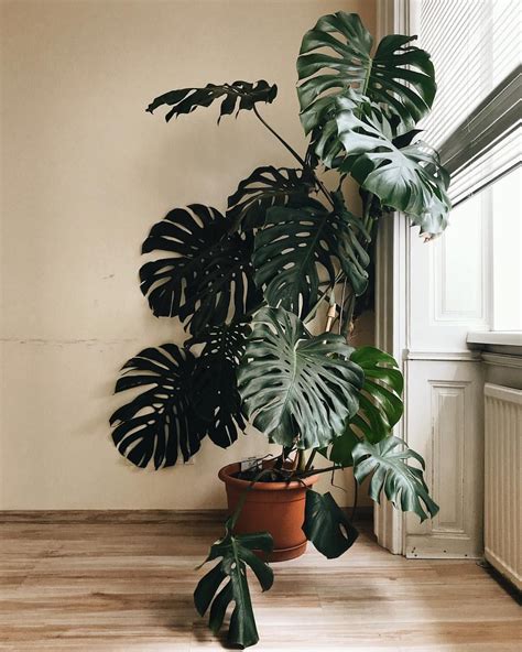 If you spot such a great specimen of Monstera deliciosa, even Friday is ...