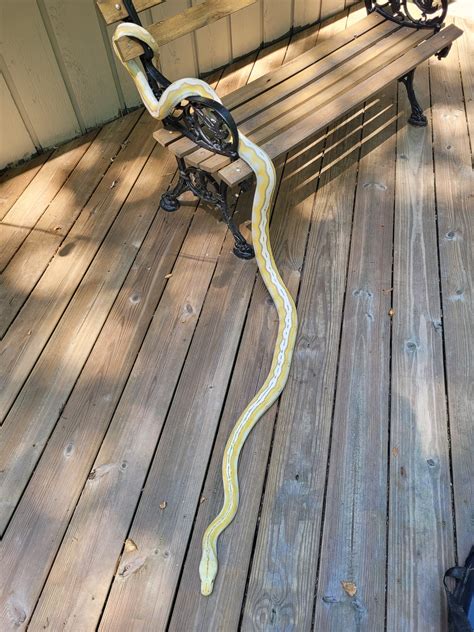 Retic Python Pet 的图像结果