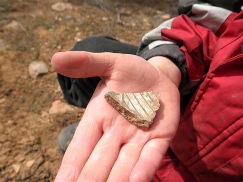 Image result for Box Elder Tree Syrup