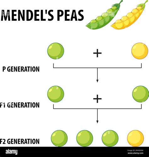 Gregor Mendel’s Pea Plant Experiment – QIZR