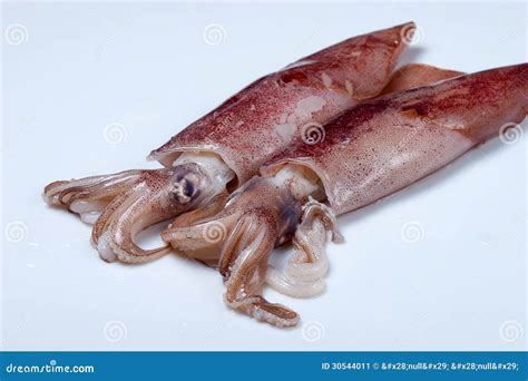 Is Squid Shellfish
