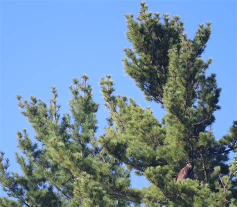 perched-juvenile-bald-eagle | FWS.gov