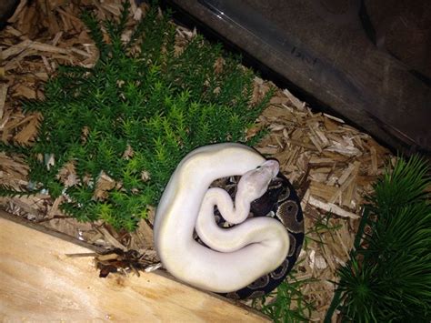 Image result for Ball Python Cuddling