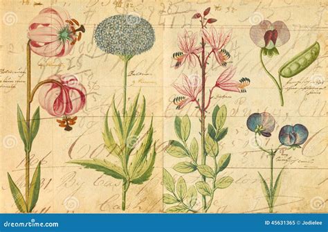 Antique Botanical Wall Art Print Illustration Stock Illustration ...