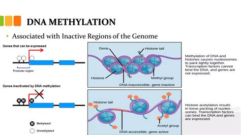 Gene regulation in eukaryotes | PPSX