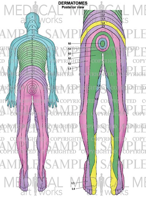 Cervical Nerve Root Dermatomes
