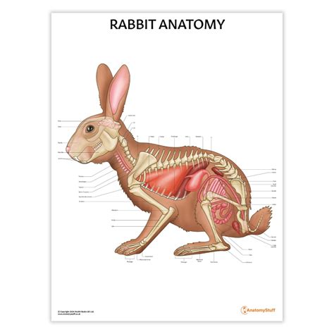 Rabbit Bone Diagram Rabbit Infographic Google Search