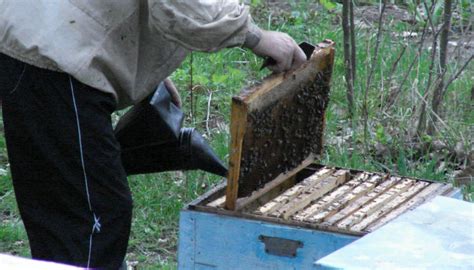 Весенняя обработка и лечение пчел от варроатоза весной: методы борьбы с ...