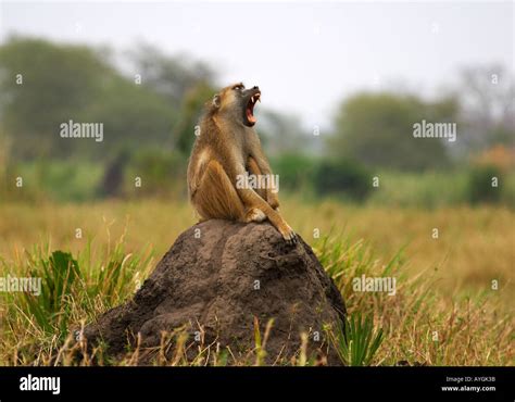 Image result for Baboon Predators