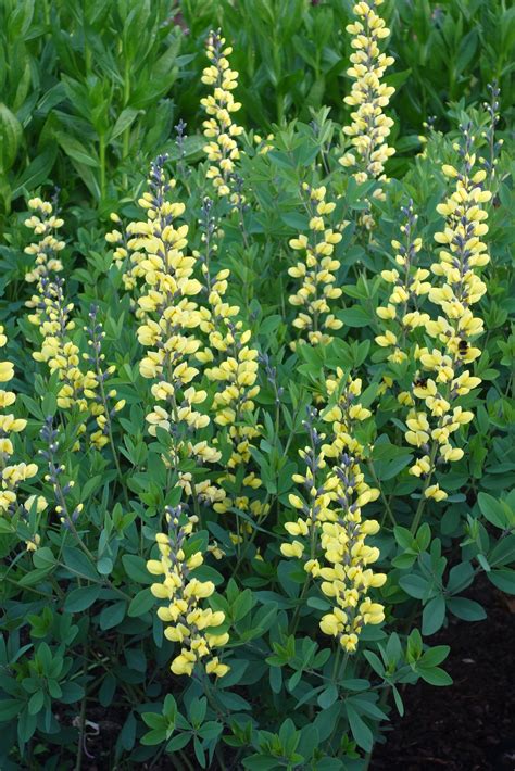 Färberhülse - Baptisia Decadence 'Lemon Meringue'