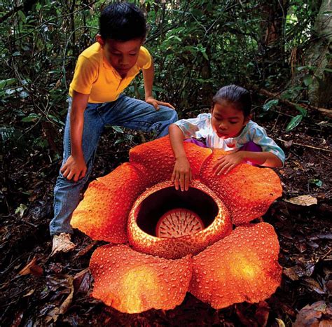 Exploring the World's Largest Flower: All About Rafflesia - AskMeAll
