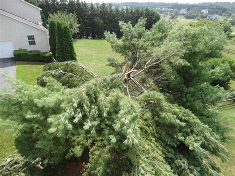 Exploding Trees Video 的图像结果