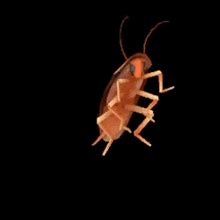 Dancing Cockroach Meme 的图像结果