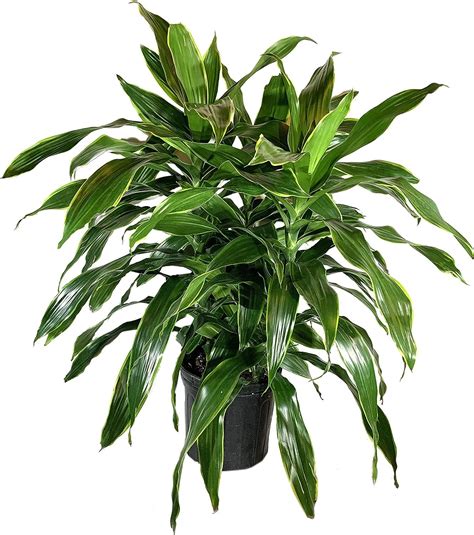 Dracaena Janet Craig - Live Plant in an 10 Inch Growers Pot - Dracaena ...