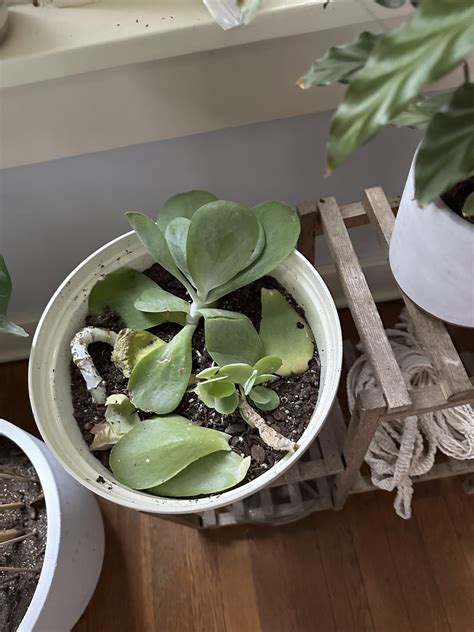 My succulent broke off and fell to the floor. I stuck it and the leaves ...