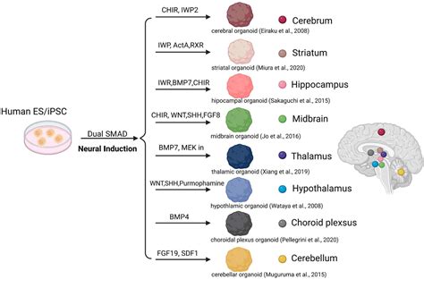 Brain Processing Unit 的图像结果